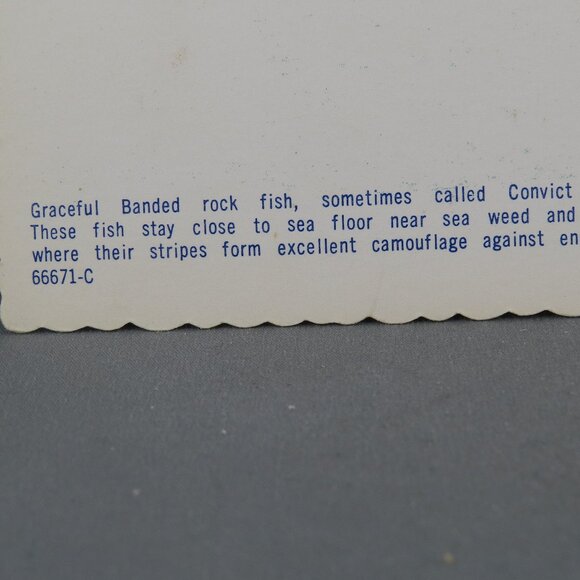 Vintage Postcard - Banded Rock Fish Undersea Gardens Victoria - Dexter Press - Picture 3 of 4